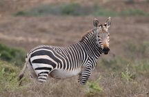 2 Day Private Luxury Addo Elephant & Mountain Zebra Park Safari