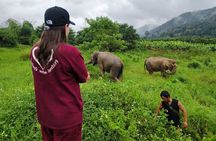 3 experiences: Doi Suthep Temple, Wat Phalat & Elephants 