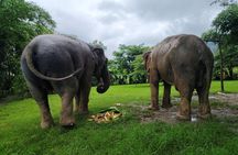 3 experiences: Doi Suthep Temple, Wat Phalat & Elephants 