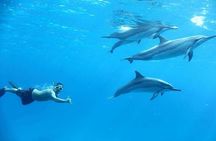 Swim With Dolphin Semi PRIVATE SpeedBoat Sea Trip - Hurghada
