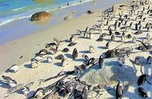 Cape Town Holiday Trip to Cape Of Good Hope in Private Car
