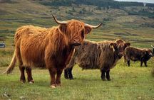 Edinburgh: Lochs, Castles, Glencoe, Coos & Highlands Tour