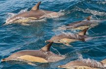 Newcastle: Animal Lovers Tour - Kangaroos, Dolphins & more!