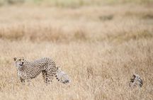 2 Days at Amboseli National park