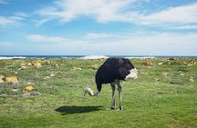 Private Full day Cape of Good Hope, Boulders Penguin, Cape Point 