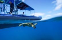 Oahu: Dolphin Swim and Snorkeling Speedboat Tour