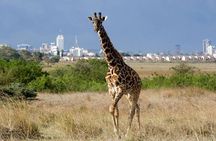  Group Joining Nairobi National Park and Giraffe Center 