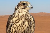 Evening Desert Safari Camel Ride Dinner Live Shows in Abu Dhabi