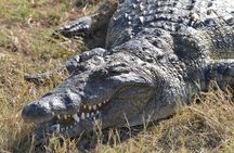 Full Day Chobe Trip with Lunch 