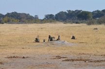Full Day Chobe Trip with Lunch 