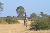 Full Day Chobe Trip with Lunch 