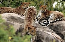 10 Days/ 9 Nights - Heritage Wildlife and Waves in Sri Lanka