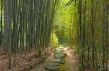 Kyoto Sakura & Hidden Gems of Timeless Tradition