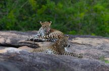 Yala National Park Private Tour with Fast Entry