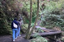 Scenic Short Hike Tour - McLaren Falls and Puketoki Reserve