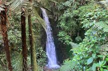 Scenic Short Hike Tour - McLaren Falls and Puketoki Reserve