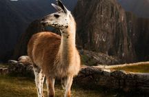Private Machu Picchu Guided Tour from Aguas Calientes