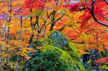 Arashiyama Walking Tour with Optional Sagano Romantic Train Ride