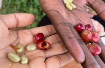 Fairview Coffee Farm Day Tour