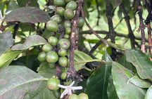 Fairview Coffee Farm Day Tour