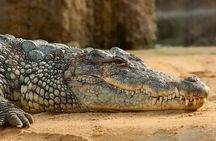 Round Trip Gambia - Crocodile Pool, School Visit & More!