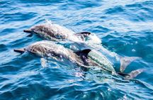 Catamaran Cruise to Dia Island with Meal and Water Activities