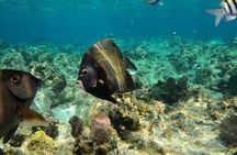 Roatan Monkeys and sloth, Snorkel, chocolate rum cake and beach