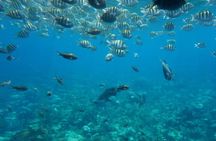Roatan Glass Bottom Boat Tour, Wildlife Chocolate & Rum Tasting