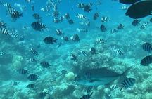 Roatan Glass Bottom Boat Tour, Wildlife Chocolate & Rum Tasting