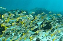 Corcovado Sirena + Cano Island Snorkel - 2 Seperate days