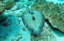 Corcovado Sirena + Cano Island Snorkel - 2 Seperate days