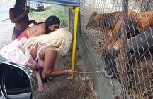 Historic and Scenic Island Tour of Antigua