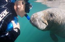 Swim With Manatees-Private Tour with In Water Guide/Photographer