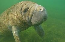 Semi-Private Manatee Swim Tour With Guide (Photos Included)