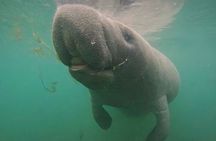 Semi-Private Manatee Swim Tour With Guide (Photos Included)