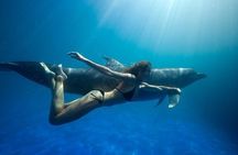 The only Natural Space Dolphin Encounter in Cabo Optional Pickup!