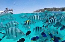 Mnemba Island Snorkeling and Swim with Dolphin