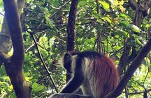 Zanzibar Full-Day Tour: Dolphins, Jozani Forest & Turtle Cave