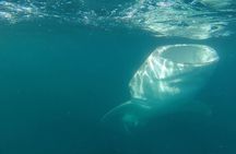 Swim with Whale Sharks #1 MUST DO IN LA PAZ 