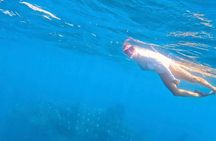 Swim with Whale Sharks #1 MUST DO IN LA PAZ 