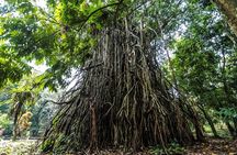 Bogor Botanical Garden & Rainforest Trekking to Hidden Waterfall