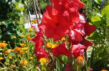 Hidden Sonoma County: Redwoods, Cheese, Coast, and Artisan Picnic