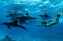 Mnemba Island Snorkeling and Swimming with Dolphin Full Day Trip