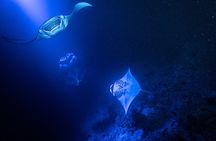 Manta Ray Night Snorkel Adventure in Kailua-Kona
