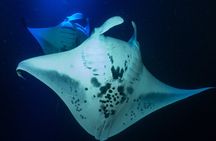 Snorkel With Giant Manta Rays In Kailua Kona