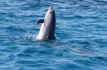 Swim with Dolphins & Snorkeling Day Trip & Lunch - Marsa Alam