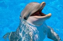 Photo Session with Dolphins Unforgettable And Transfer - Hurghada
