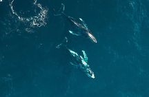 Waikiki Whale Watching Cruise