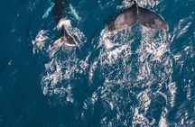 Waikiki Whale Watching Cruise