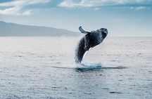 Waikiki Whale Watching Cruise